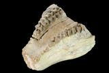 Oreodont (Merycoidodon) Skull Section - South Dakota #146174-3